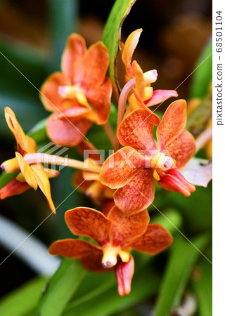 Tropical plants (flowers) at Hiroshima Botanical Garden 68501104