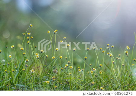Tridax or Wild Daisy flower. (Coldenia procumbens 68501275