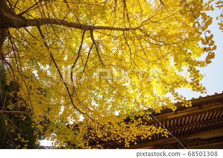 大奧頓的銀杏 68501308