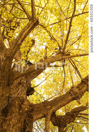 大奧頓的銀杏 68501309