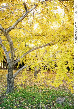 Grand Odon's ginkgo Grand Odon's ginkgo 68501388