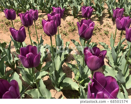 《紫色鬱金香紫水晶》 《紫色鬱金香紫水晶》 68501574