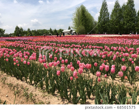 《鬱金香領域》 《鬱金香領域》 68501575