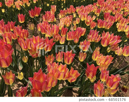 《紅色和黃色的鬱金香兩色芭蕾舞女演員》 《紅色和黃色的鬱金香兩色芭蕾舞女演員》 68501576