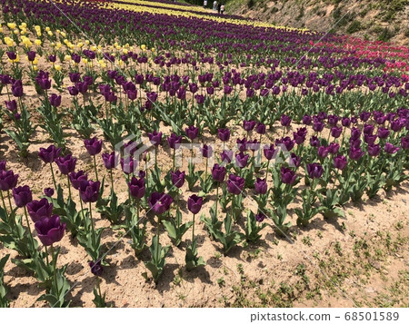 《Purple tulip field Amethyst》 68501589