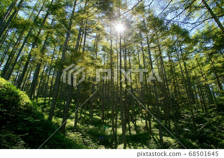 陽光穿過山梨縣的森林 陽光穿過山梨縣的森林 68501645