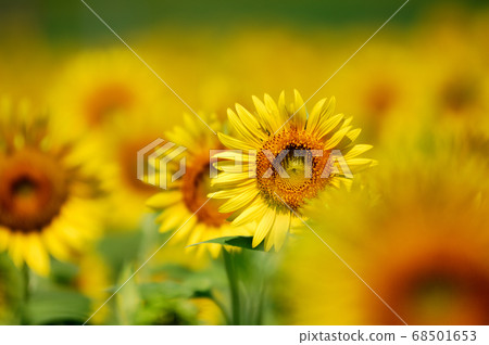 Sunflower festival Sunflower festival 68501653