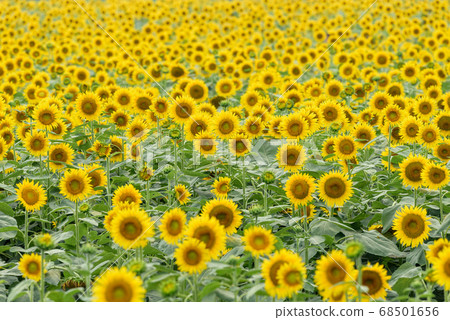 盛開的向日葵花 68501656