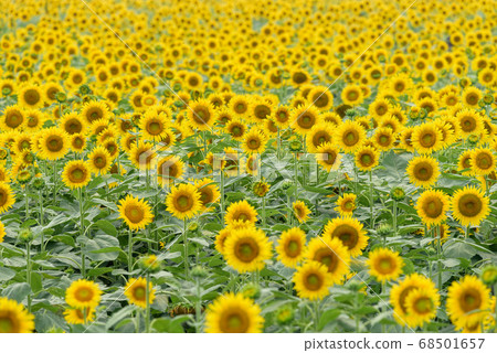 Sunflower flower blooming all over Sunflower flower blooming all over 68501657