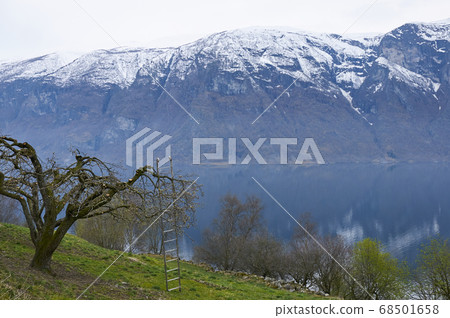 Tree nordic 68501658