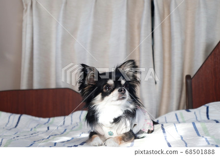 A young Chihuahua relaxing in a camper van, car camping, road trip A young Chihuahua relaxing in a camper van, car camping, road trip 68501888