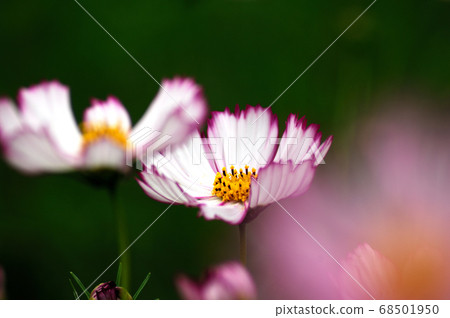 Autumn flowers Fall cherry tree Autumn flowers Fall cherry tree 68501950