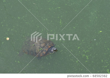 Yamadaike Park 68502382