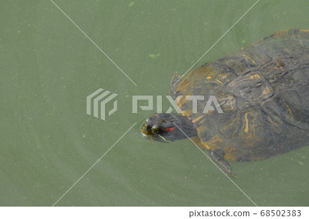 Yamadaike Park Yamadaike Park 68502383