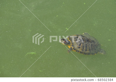 Yamadaike Park Yamadaike Park 68502384