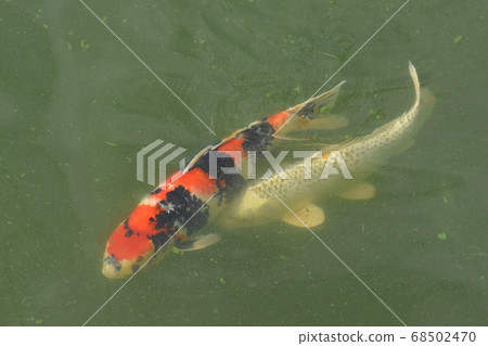 Yamadaike Park 68502470