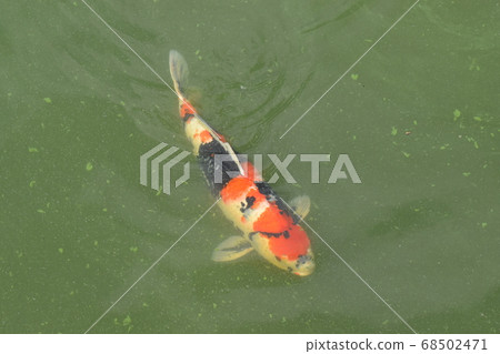 Yamadaike Park 68502471