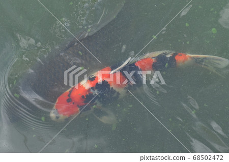 Yamadaike Park 68502472