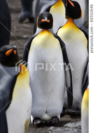 A penguin nestling (South Georgia) 68502646
