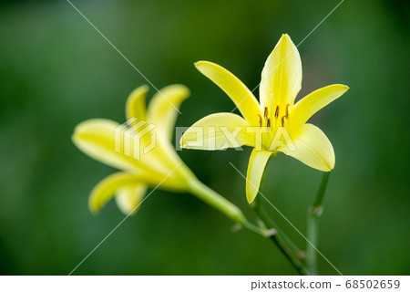 在榛名山上盛開的百合花 68502659