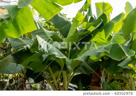 Banana leaf Banana leaf 68502978