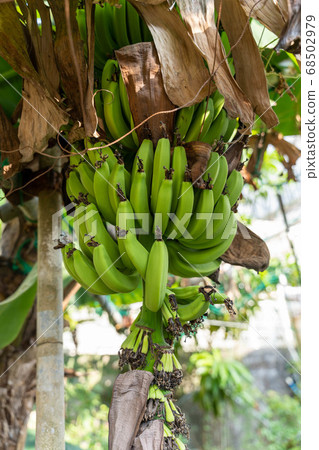 Banana fruit Banana fruit 68502979