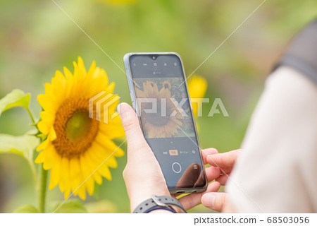 向日葵領域的紀念照片 68503056