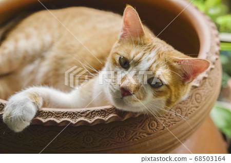 The cat sleeps comfortably. 68503164