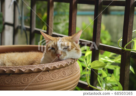 The cat sleeps comfortably. The cat sleeps comfortably. 68503165