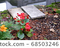 Roadside flowers 68503246