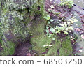 Root of tree and moss 68503250