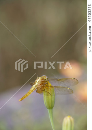 Dragonfly that stops at the abutment Dragonfly that stops at the abutment 68503258