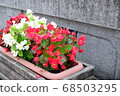 The flower bed at the roadside 68503295