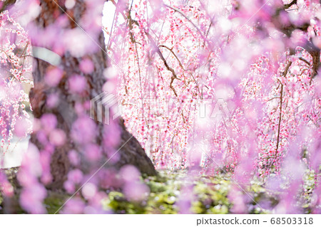鈴鹿森林公園梅梅春天 68503318