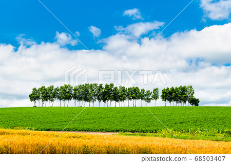 Biei-cho, Hokkaido Summer view of Biei hill like patchwork of fields 68503407