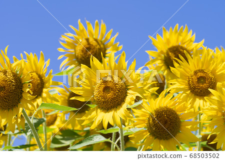 Sunflower field Sunflower field 68503502
