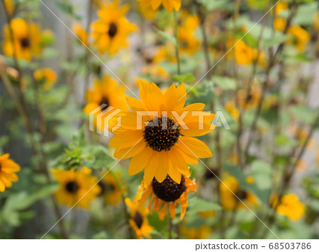 Hime sunflower Hime sunflower 68503786