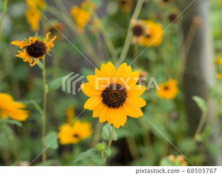 Hime sunflower Hime sunflower 68503787