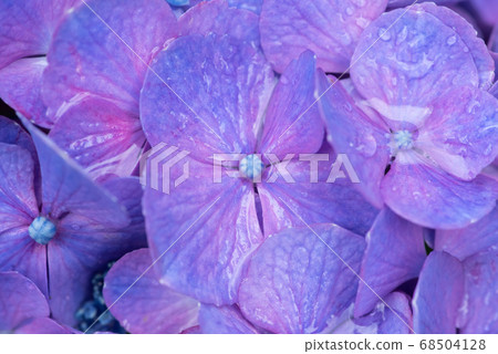 Hydrangea that suits the rain Purple Hydrangea that suits the rain Purple 68504128