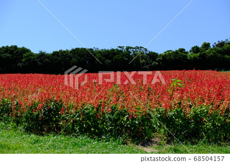 Red flower	 68504157