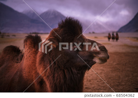Camel head , close-up on desert background Camel head , close-up on desert background 68504362