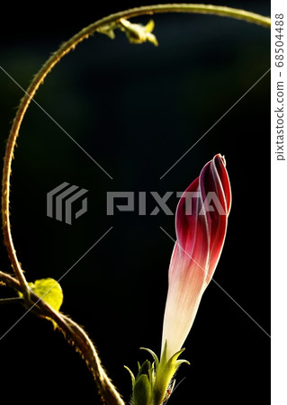 Bud Object Bud Object 68504488