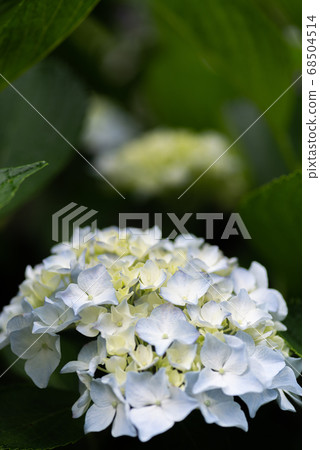 Blue hydrangea that looks good with rain 68504514