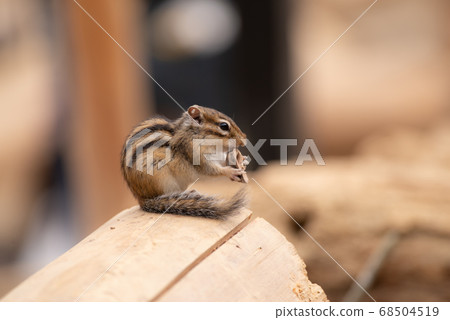 Chipmunk Chipmunk 68504519