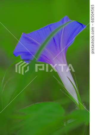 牽牛花夢 牽牛花夢 68504565