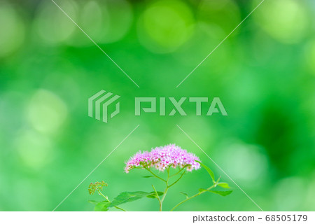 Spiraea flowers blooming in the fresh green Spiraea flowers blooming in the fresh green 68505179