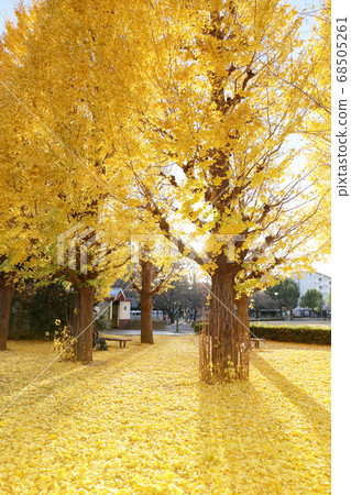 Yellow leaves shine in sunlight Yellow leaves shine in sunlight 68505261