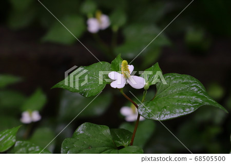 在初夏的花園裡盛開的Dokudami白花被雨淋濕 68505500