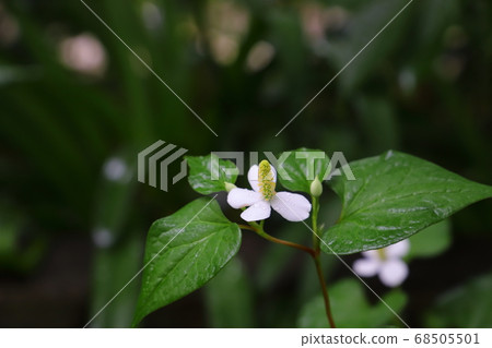 在初夏的花園裡盛開的Dokudami白花被雨淋濕 68505501