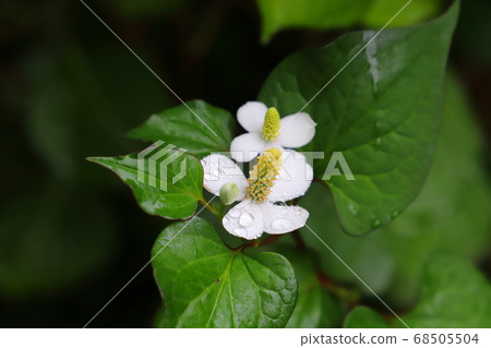 在初夏的花園裡盛開的Dokudami白花被雨淋濕 在初夏的花園裡盛開的Dokudami白花被雨淋濕 68505504